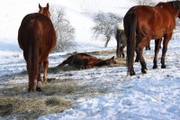 /album/odpocinek/img-6647-jpg/