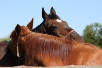 /album/kontakty/img-0570-jpg/