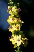 /album/nasi-babicky/img-4439-jpg/