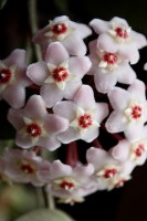 /album/nasi-babicky/img-7516-jpg/