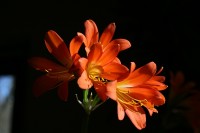 /album/nasi-babicky/img-7676-jpg/